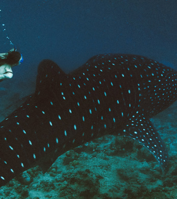 whale-shark-trip-with-a-marine-biologist