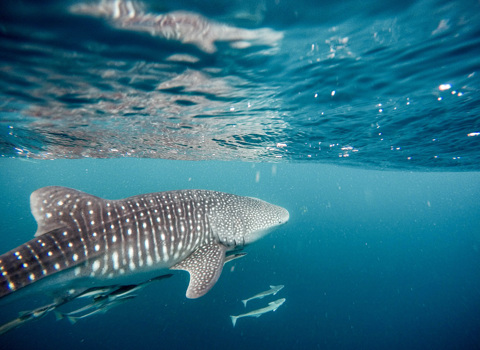 The World’s Only Year-Round Whale Shark Aggregation Site